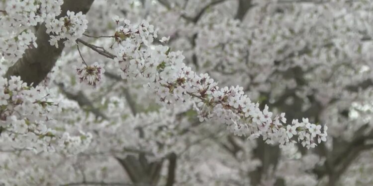 New Haven preparing for Cherry Blossom Festival