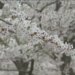New Haven preparing for Cherry Blossom Festival