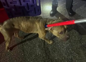 Officials seeking information after emaciated dog found in Seymour