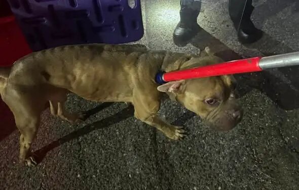 Officials seeking information after emaciated dog found in Seymour