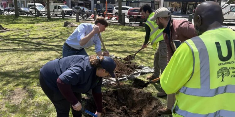 PHOTOS: City leaders, volunteers plant trees on New Haven Green for Arbor Day