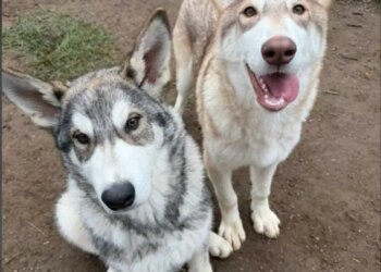 PHOTOS: Illegally-bred wolf-dogs found in Connecticut