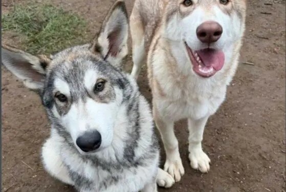 PHOTOS: Illegally-bred wolf-dogs found in Connecticut