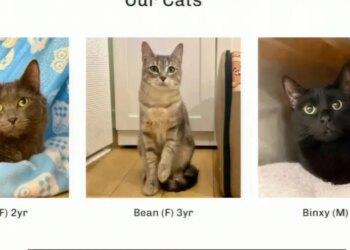 Pet of the Week: 'All the Single Kitties' cats for adoption