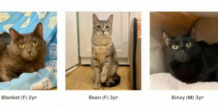 Pet of the Week: 'All the Single Kitties' cats for adoption