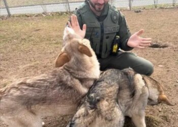 Police investigating how 2 illegally-bred wolf dogs ended up in Connecticut