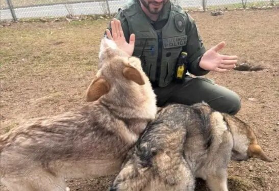 Police investigating how 2 illegally-bred wolf dogs ended up in Connecticut