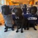 Share your UConn fan photos with News 8