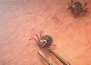 With more ticks testing positive for Lyme disease earlier in the season, officials say prevention is key