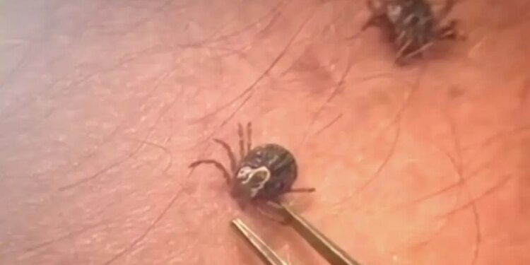 With more ticks testing positive for Lyme disease earlier in the season, officials say prevention is key