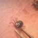 With more ticks testing positive for Lyme disease earlier in the season, officials say prevention is key