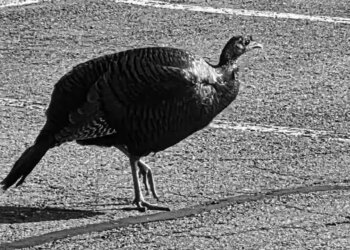 Traveling in West Hartford? Look out for a 'jaywalking' turkey!