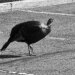 Traveling in West Hartford? Look out for a 'jaywalking' turkey!
