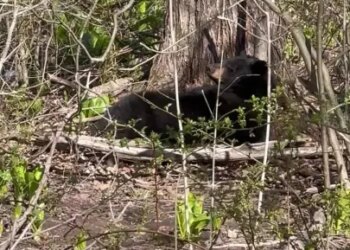 VIDEO: Bear spotted at Newington elementary school