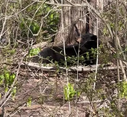 VIDEO: Bear spotted at Newington elementary school