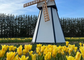 Wicked Tulips announces opening date for 2026 u-pick season