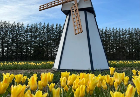 Wicked Tulips announces opening date for 2026 u-pick season