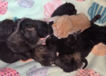 8 newborn kittens found abandoned in a bag in Seymour