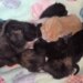 8 newborn kittens found abandoned in a bag in Seymour