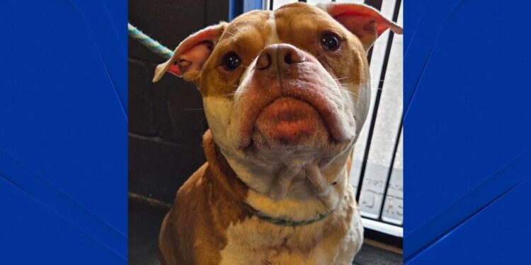 Dog with 900 ticks found on side of the road in Wolcott