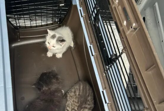 3 kittens found in dumpster on Burnside Avenue in East Hartford