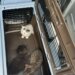 3 kittens found in dumpster on Burnside Avenue in East Hartford