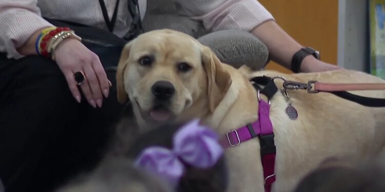 Waterford students learn water safety thanks to a special dog named Bay