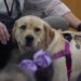 Waterford students learn water safety thanks to a special dog named Bay