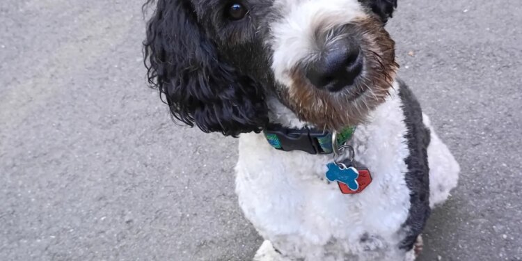 Lost dog found thanks to a loyal best friend and some firefighter muscle