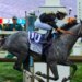 Napoleon Solo wins 151st Preakness Stakes in open second Triple Crown race