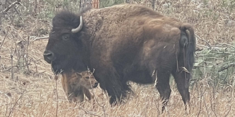 Bison kills 70-year-old woman in Custer State Park