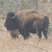 Bison kills 70-year-old woman in Custer State Park