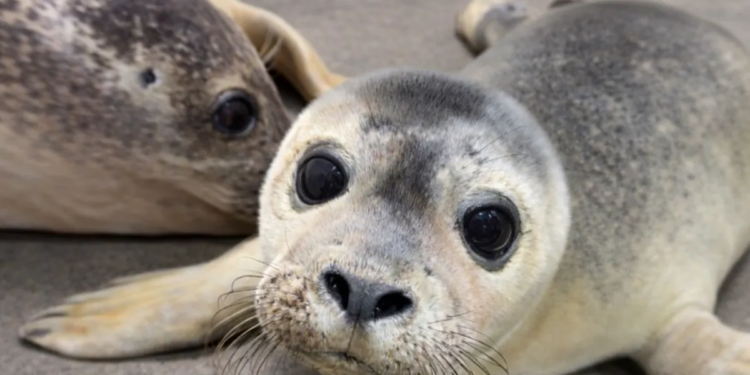 Exciting pup-date from Mystic Aquarium