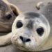 Exciting pup-date from Mystic Aquarium