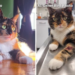 Connecticut leaders warning of AI scams targeting owners of lost pets