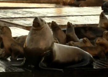 Enormous sea lion named Chonkers seen on San Francisco pier