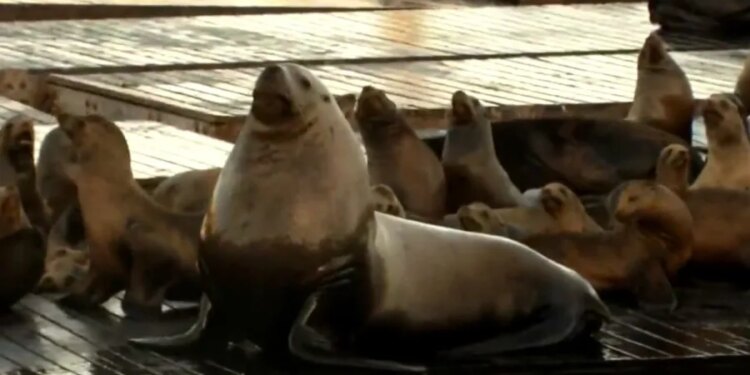 Enormous sea lion named Chonkers seen on San Francisco pier