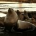 Enormous sea lion named Chonkers seen on San Francisco pier