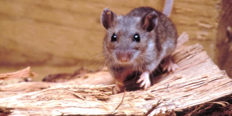 Where does hantavirus lurk in the U.S.? Scientists found ‘hot spots' in surprising areas