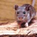 Where does hantavirus lurk in the U.S.? Scientists found ‘hot spots' in surprising areas