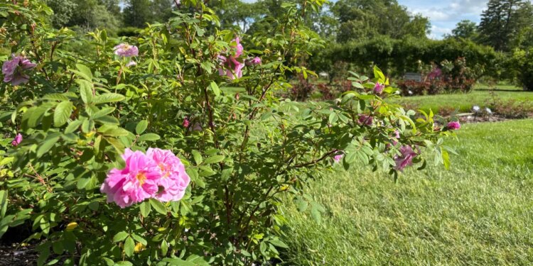 Warmer weather expected to push Connecticut pollen counts higher
