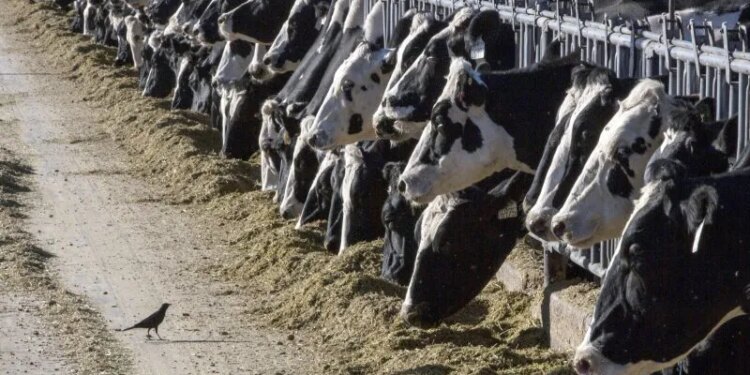 Lamont planning to provide $22.5M relief to Connecticut dairy farms