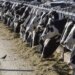 Lamont planning to provide $22.5M relief to Connecticut dairy farms