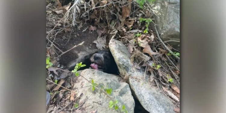 PHOTOS: Firefighters rescue dog trapped in rock wall in Haddam