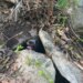 PHOTOS: Firefighters rescue dog trapped in rock wall in Haddam