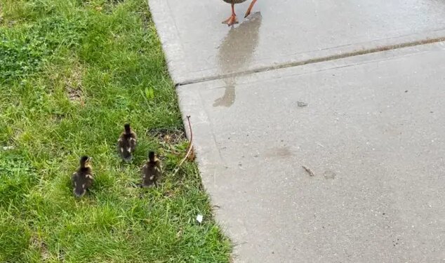 PHOTOS: Hartford firefighters rescue 6 ducklings from storm sewer