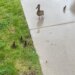 PHOTOS: Hartford firefighters rescue 6 ducklings from storm sewer