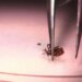 Doctors warn about ticks ahead of peak season in Connecticut