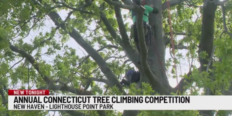 Tree climbers compete for top spot at Lighthouse Point Park in New Haven