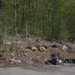 VIDEO: Bears spotted behind Torrington restaurant